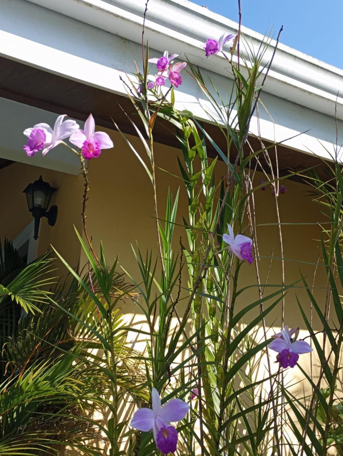 Arenal Villas Tranquilas, Free-Standing Equipped Houses Nuevo Arenal Εξωτερικό φωτογραφία